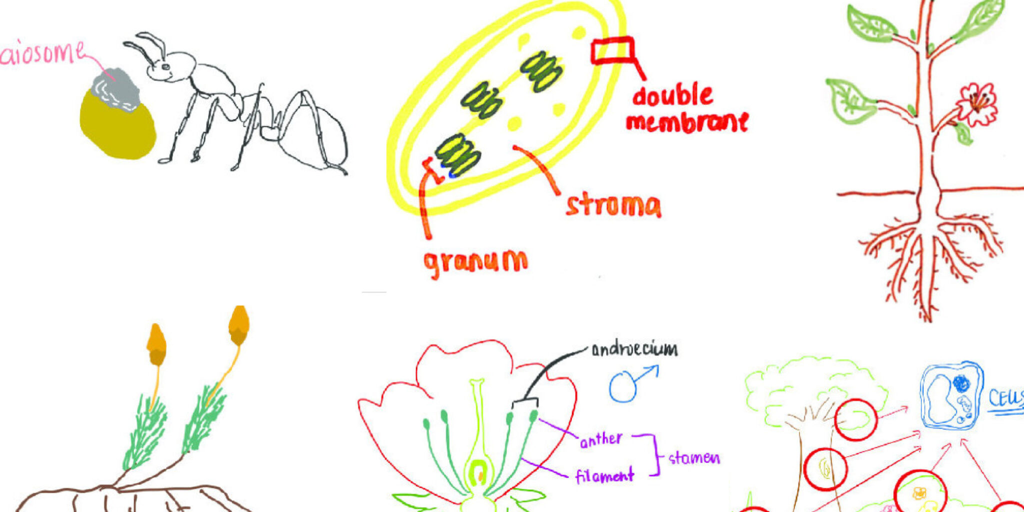 Botany Learn In Thirty