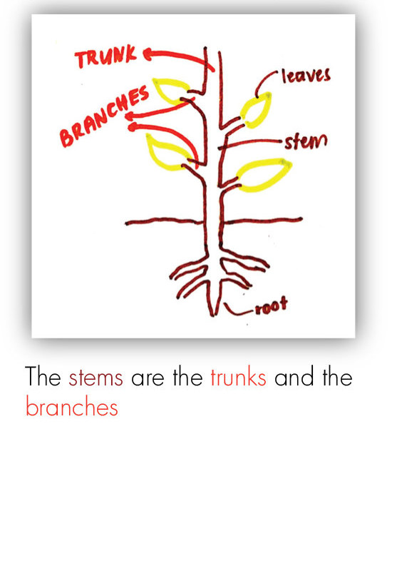 BOT_Intro to the Plant 10