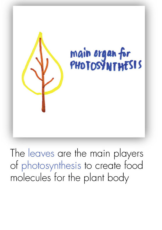 BOT_Intro to the Plant 11