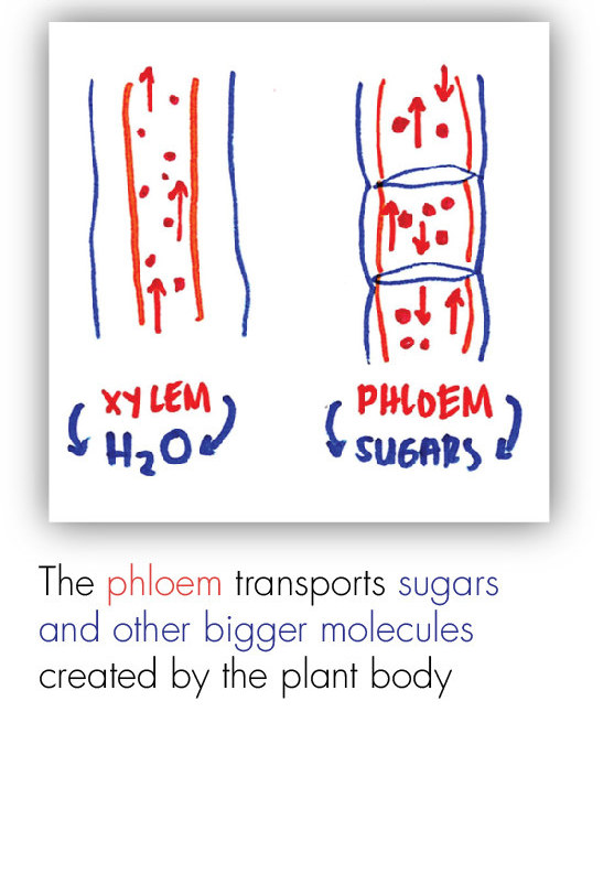 BOT_Intro to the Plant 15
