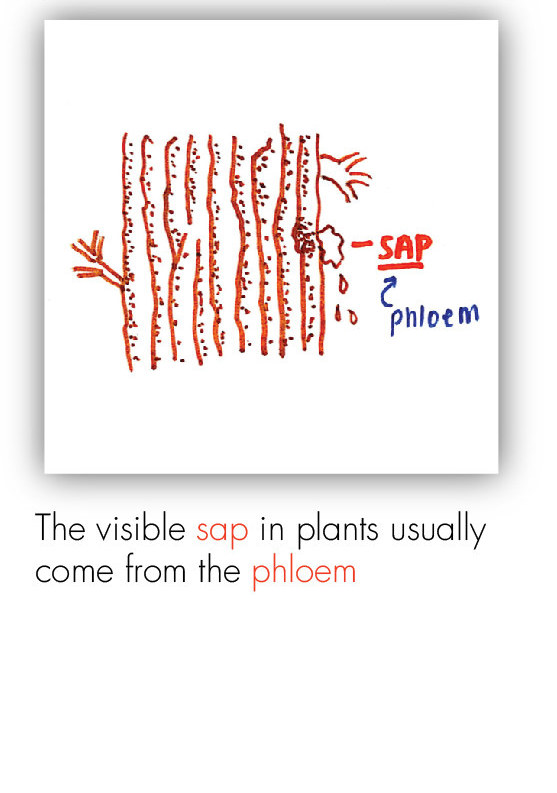 BOT_Intro to the Plant 16
