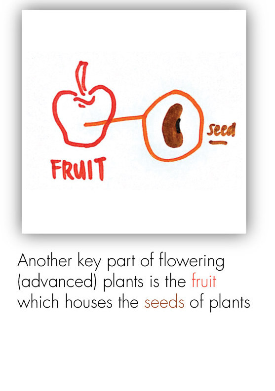 BOT_Intro to the Plant 19
