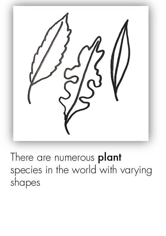 BOT_Intro to the Plant 2