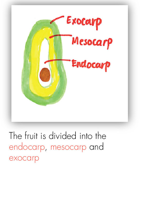 BOT_Intro to the Plant 20