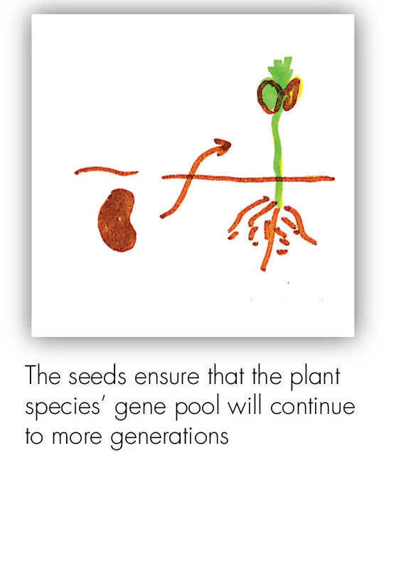 BOT_Intro to the Plant 21