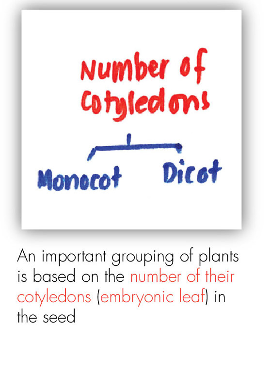 BOT_Intro to the Plant 22