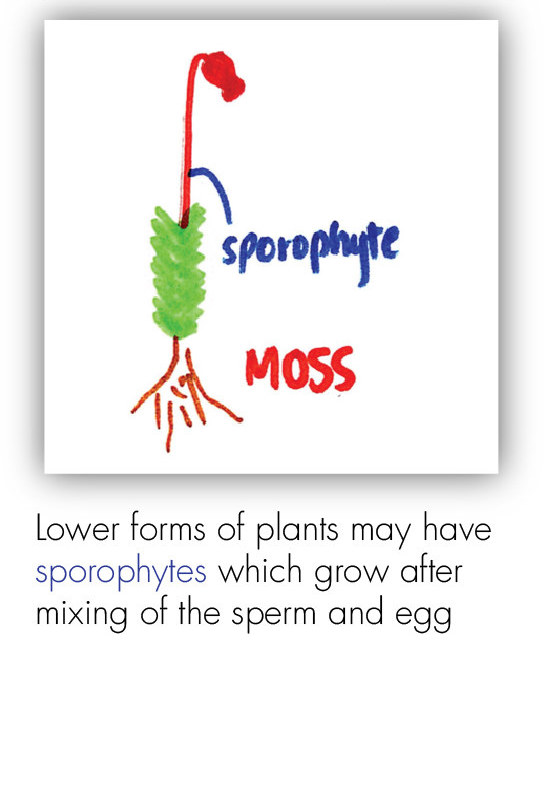 BOT_Intro to the Plant 24