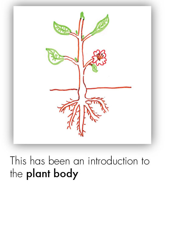BOT_Intro to the Plant 28