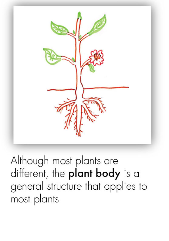 BOT_Intro to the Plant 3