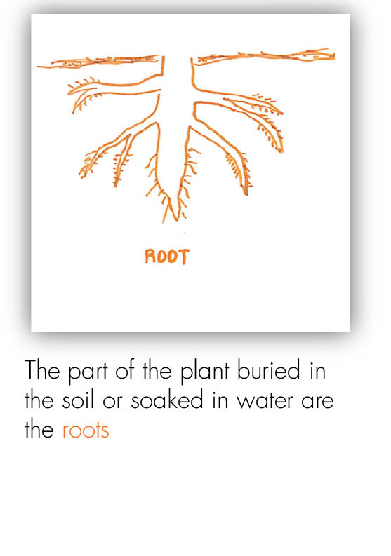 BOT_Intro to the Plant 4