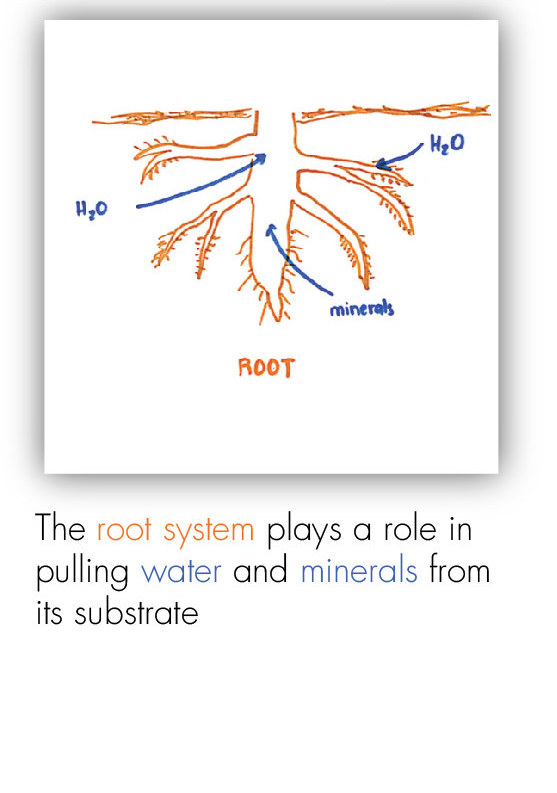 BOT_Intro to the Plant 5