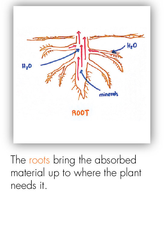 BOT_Intro to the Plant 6