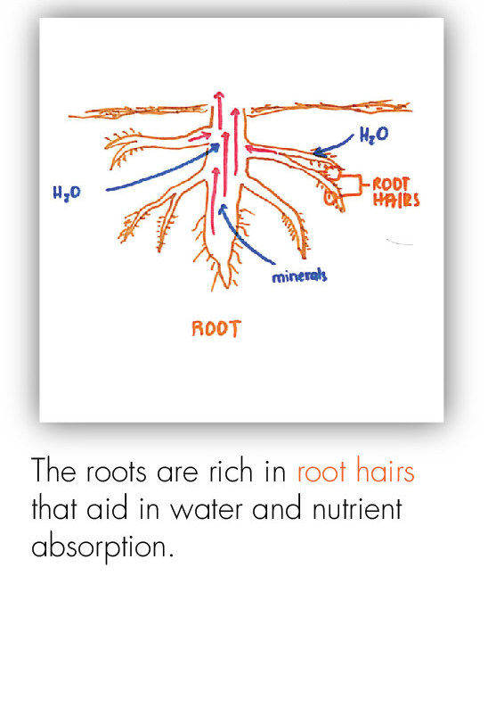 BOT_Intro to the Plant 7