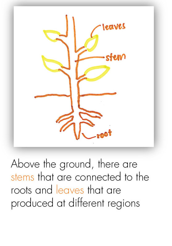 BOT_Intro to the Plant 9